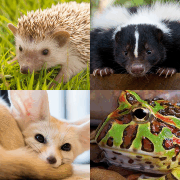 Amazing Animal Ambassadors