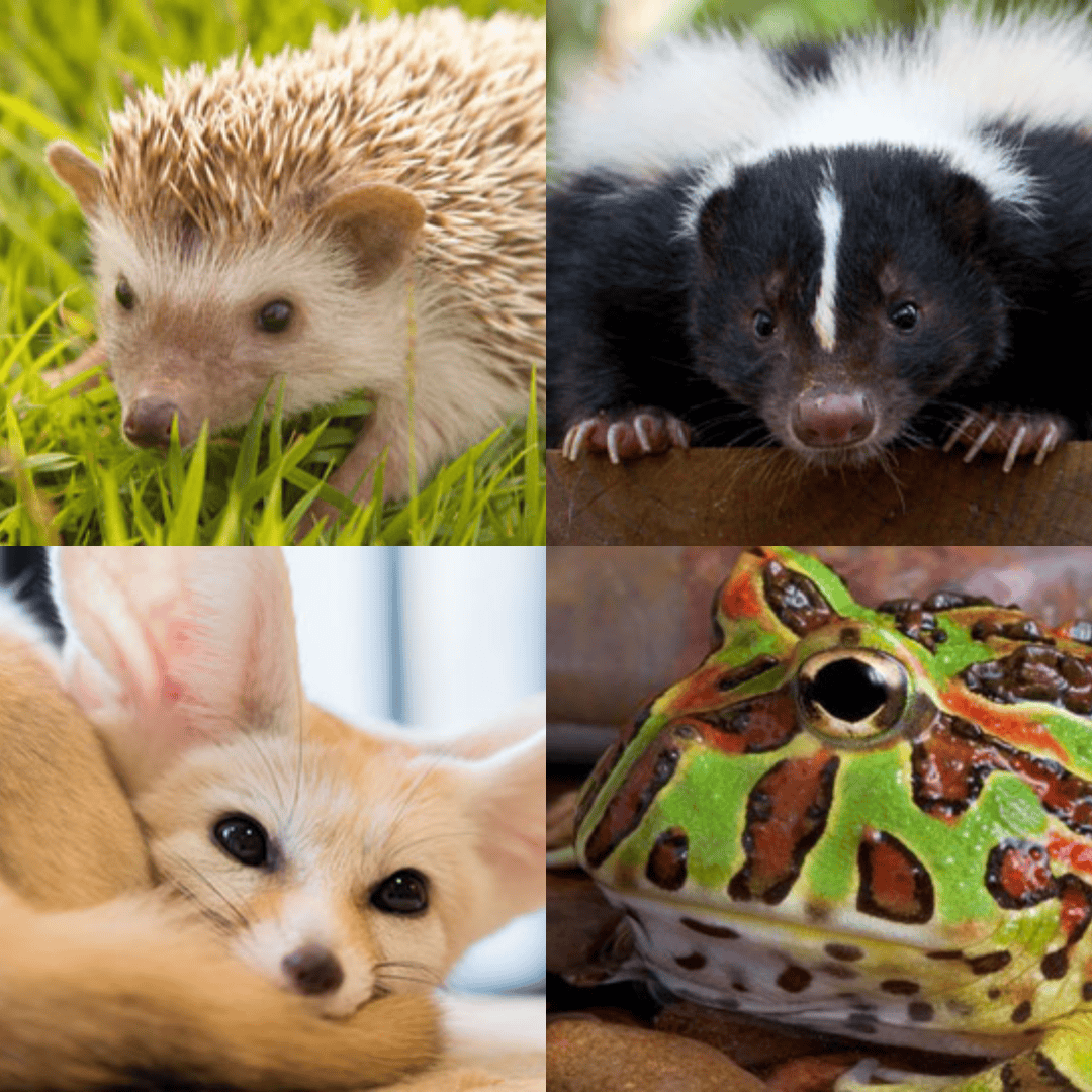 amazing animal abassadors sq