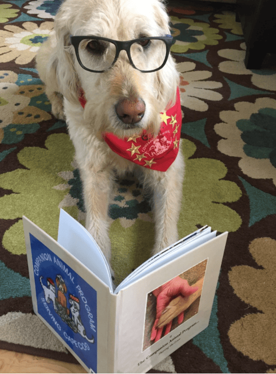 cap read to therapy dogs