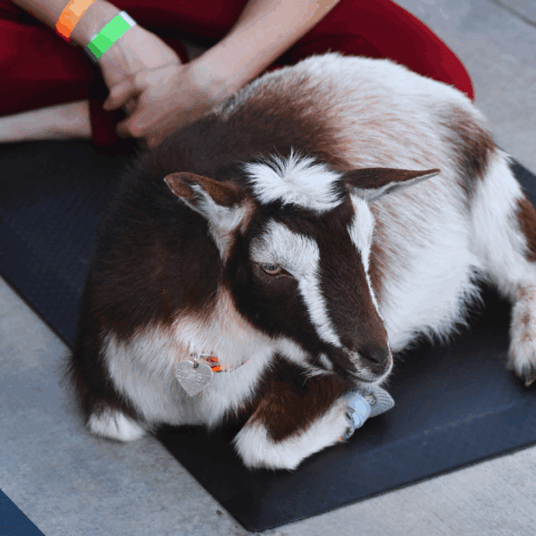 Goat Yoga at Meetinghouse Farm