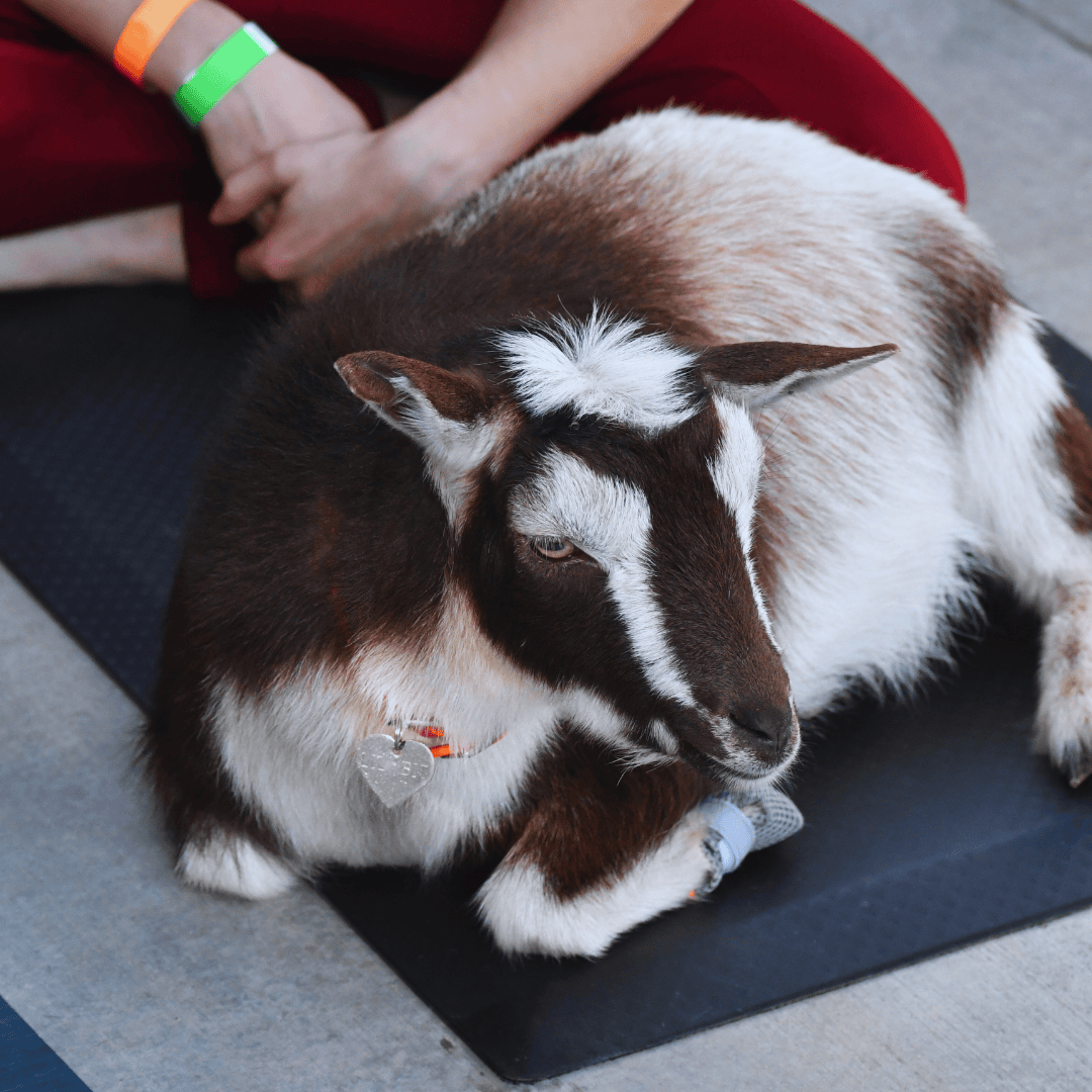 goat yoga whelden meetinghouse sq (1)