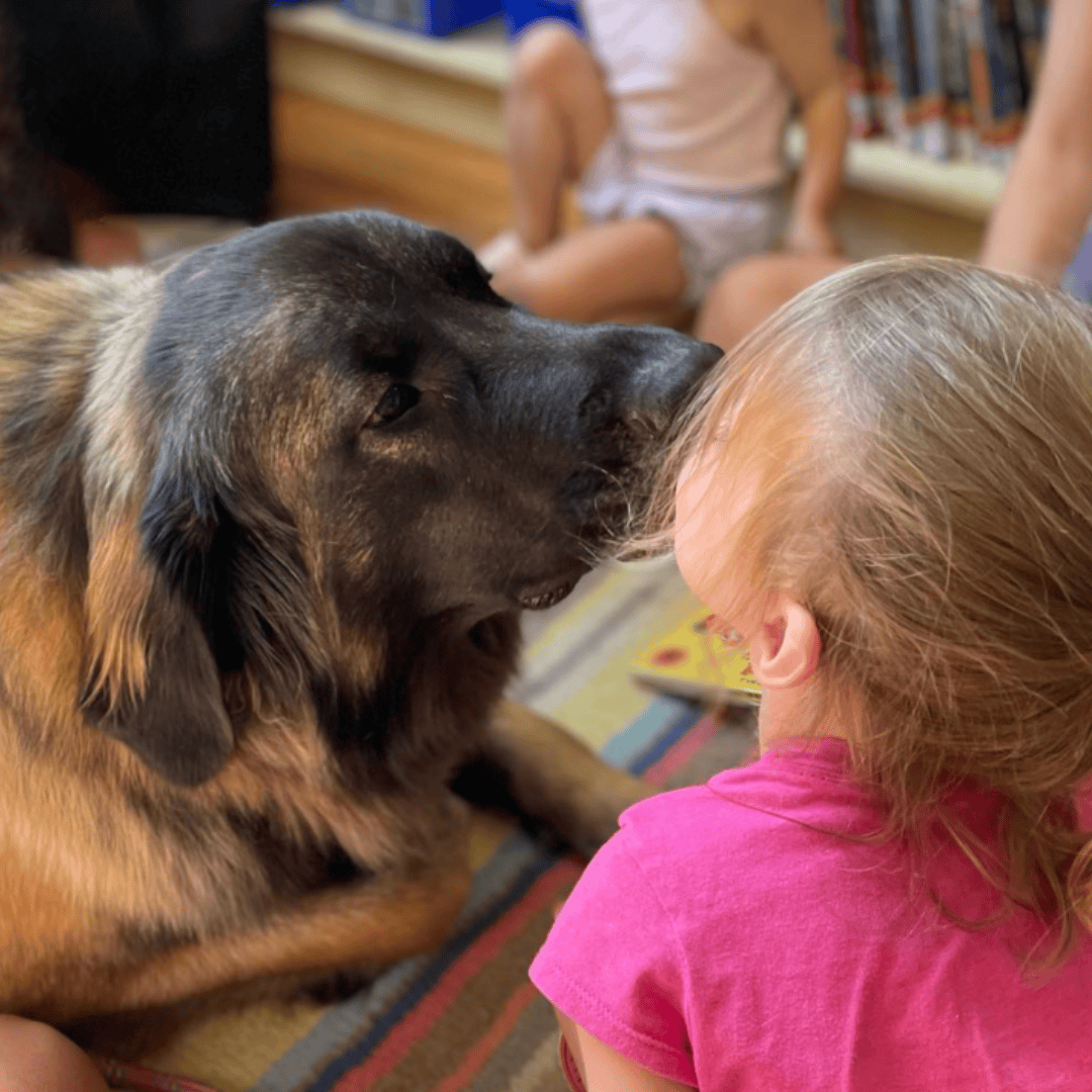 hearts and paws comfort dogs sq