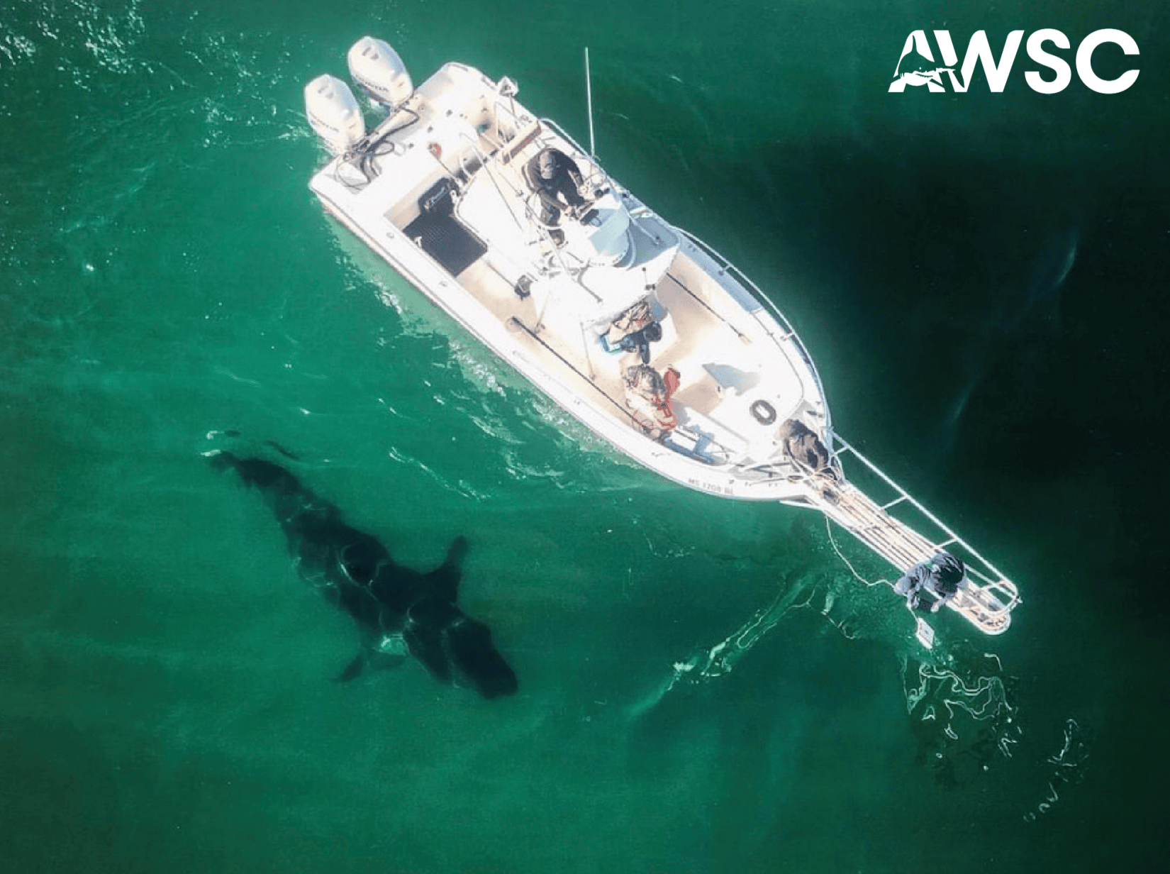 sharkbesidesboat
