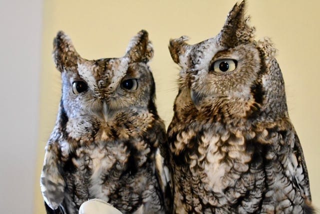 wild neighbors owls