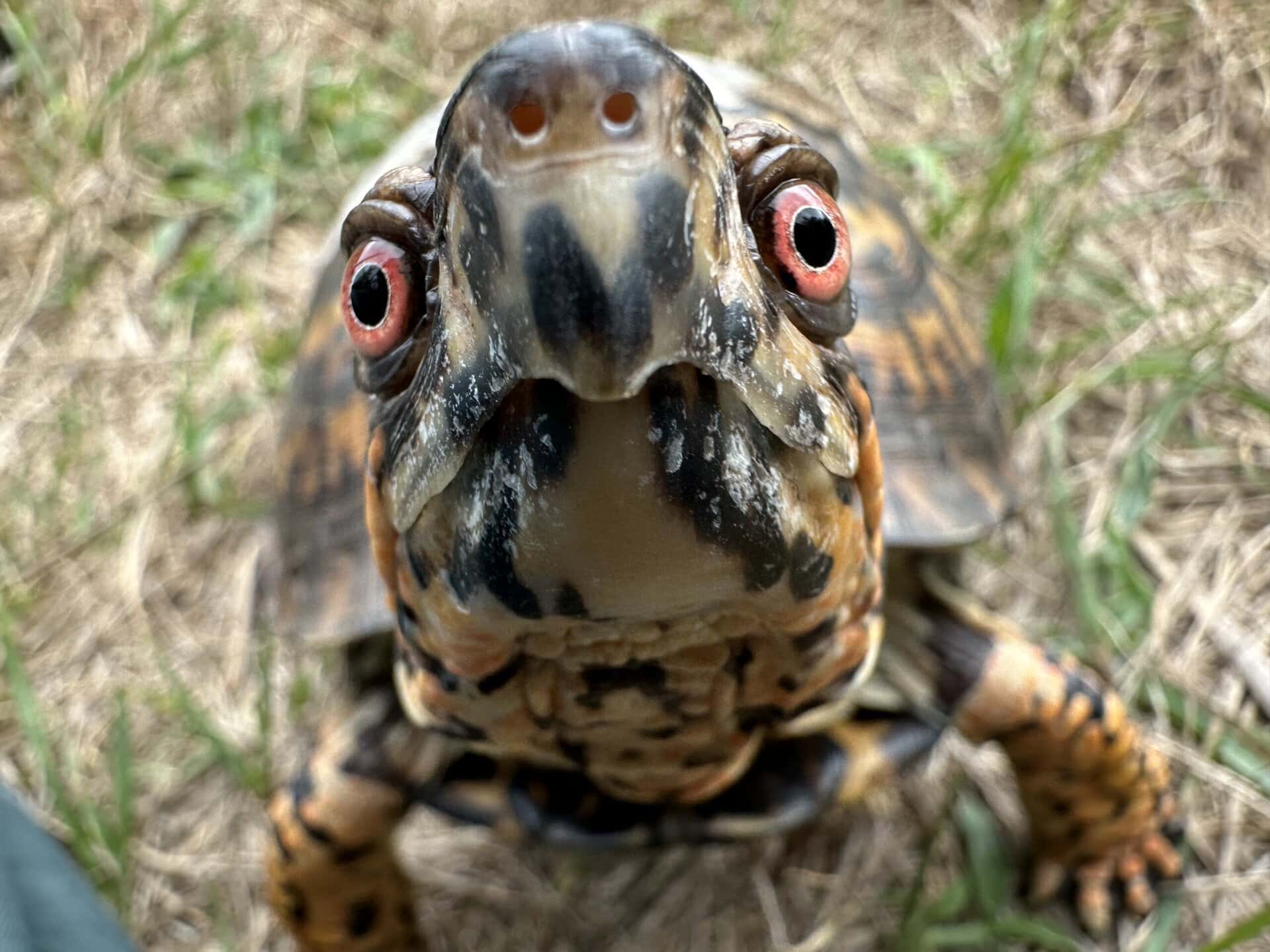 wild neighbors turtle